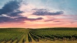 vineyard-58106501280
