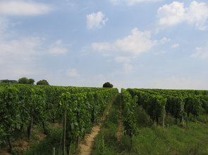 vignes3