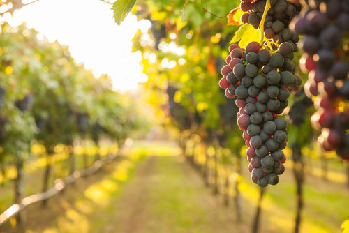 vignoble