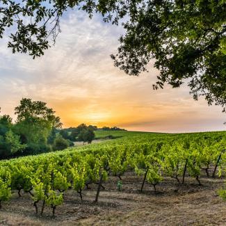 Vignole-AnjouTourisme-(c)Sebastien_GAUDARD-1920px